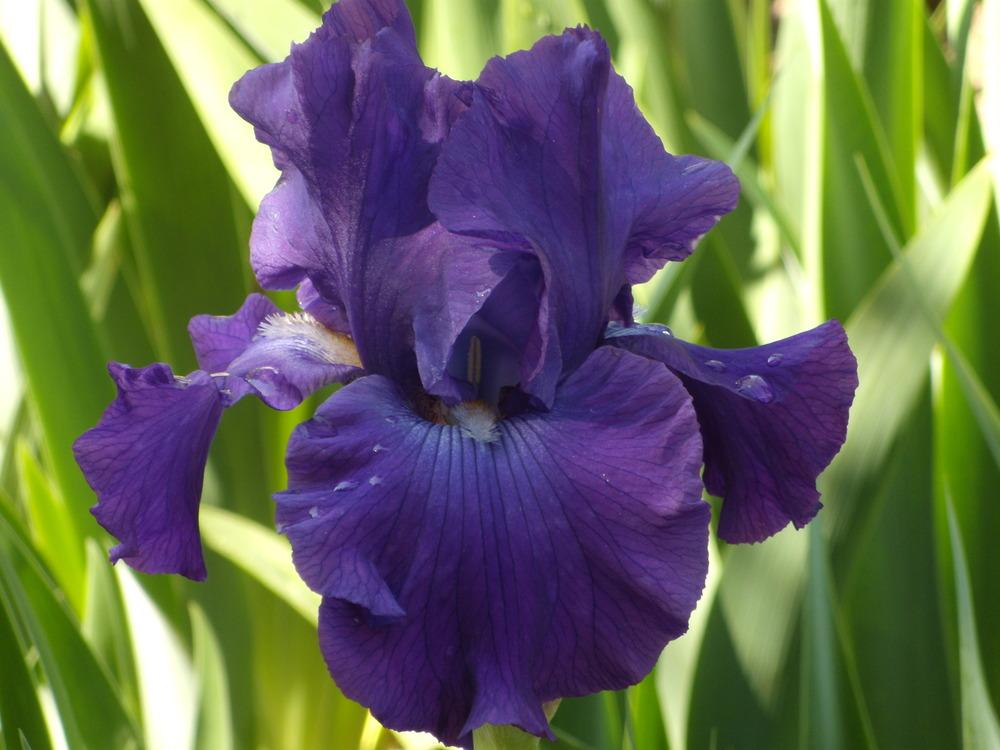 Photo of Tall Bearded Iris (Iris 'Marty Richards') uploaded by Betja