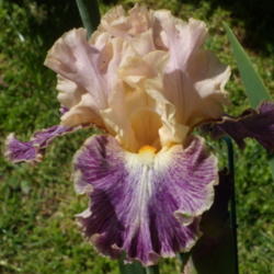 Location: My garden in Bakersfield, CA
Date: April 8, 2012
Paul Black named this iris in memory of his beautiful dog Fancy.