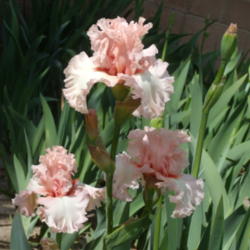 Location: My garden in Bakersfield, CA
Date: April 3, 2012