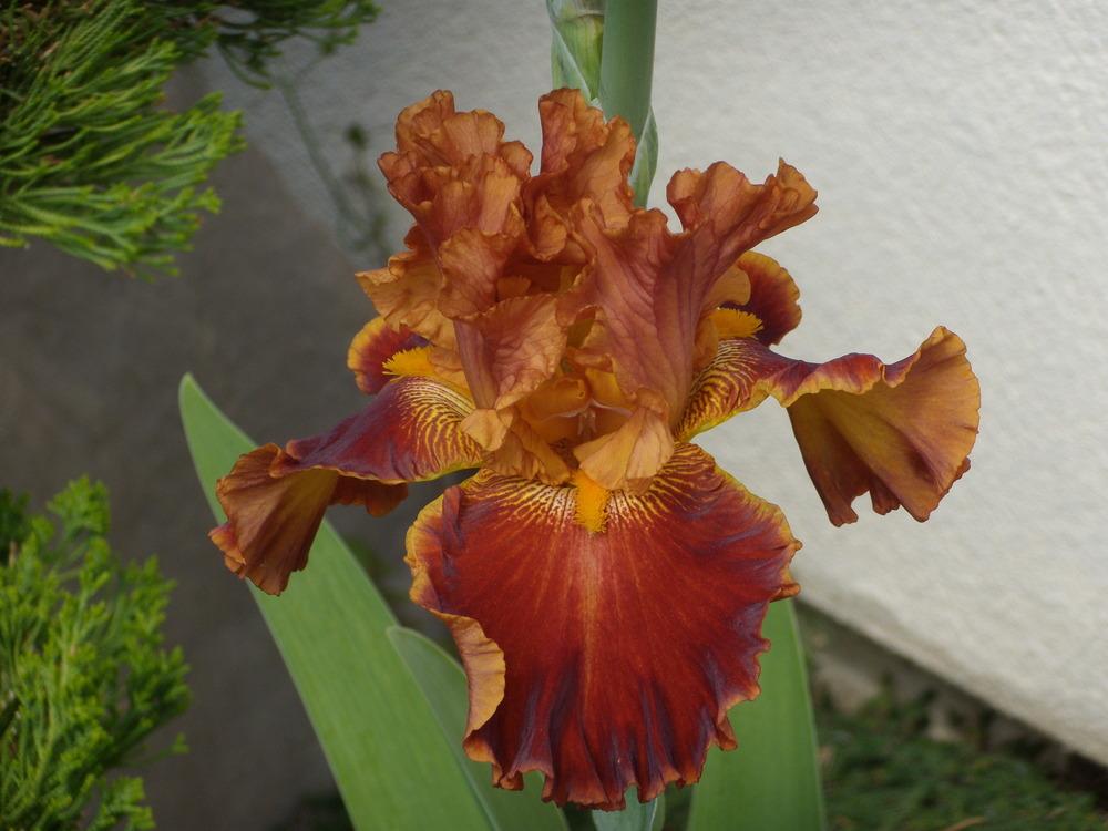 Photo of Tall Bearded Iris (Iris 'Rustler') uploaded by Betja