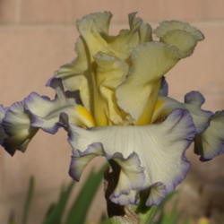 Location: My garden in Bakersfield, CA
Date: Feb. 3, 2011
Winter Rebloom