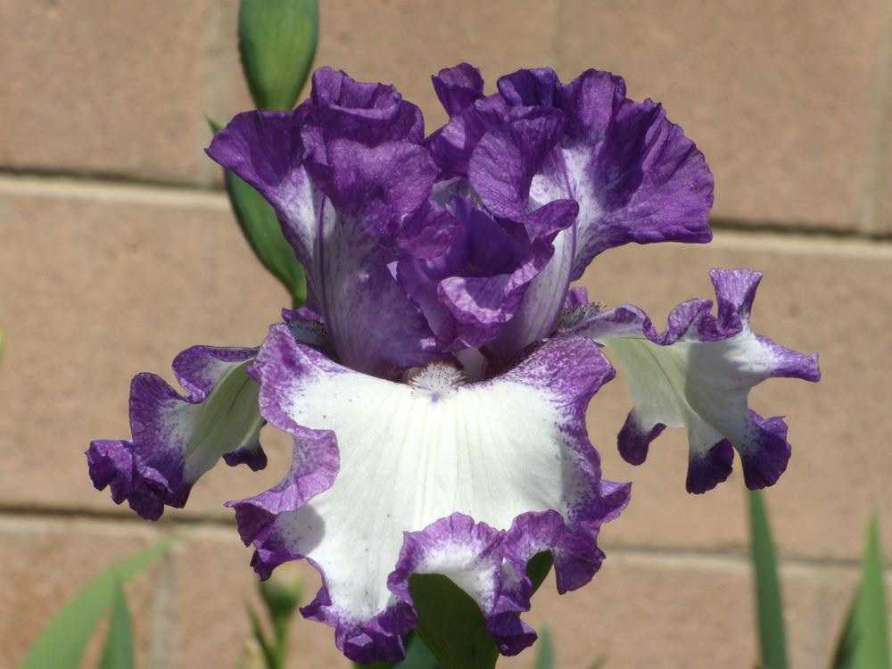 Photo of Tall Bearded Iris (Iris 'Barbara May') uploaded by Betja