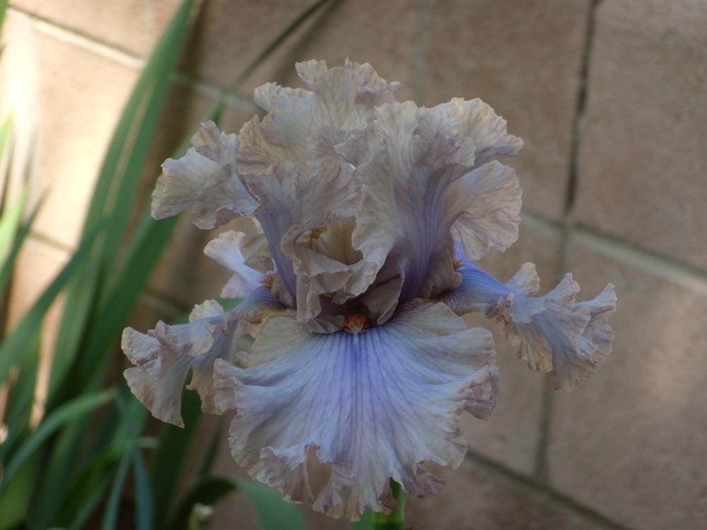 Photo of Tall Bearded Iris (Iris 'Stop Flirting') uploaded by Betja
