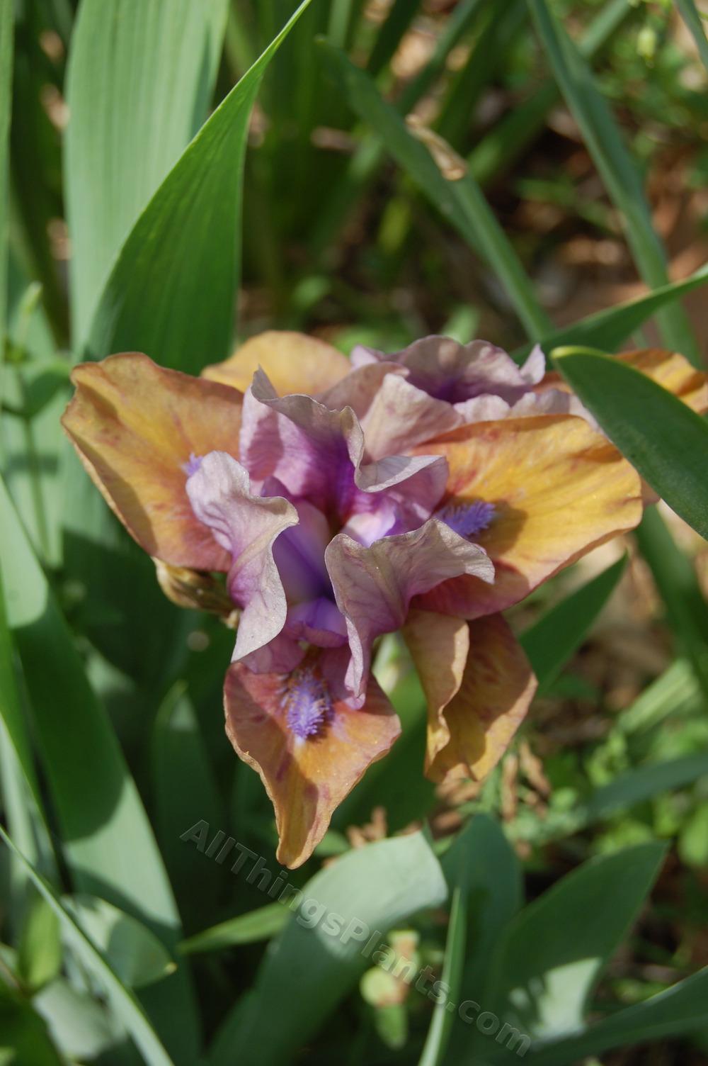 Photo of Standard Dwarf Bearded Iris (Iris 'Gizmo the Gremlin') uploaded by BookerC1