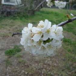 Location: Pleasant Grove, Utah
Date: 2012-04-10
In a neighbors garden