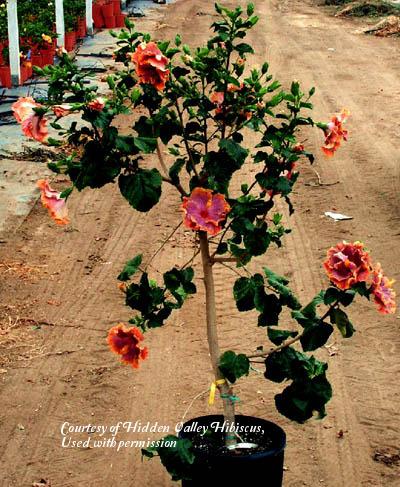 Photo of Tropical Hibiscus (Hibiscus rosa-sinensis 'Gator Pride') uploaded by SongofJoy