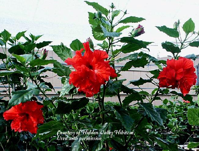 Photo of Tropical Hibiscuses (Hibiscus rosa-sinensis) uploaded by SongofJoy