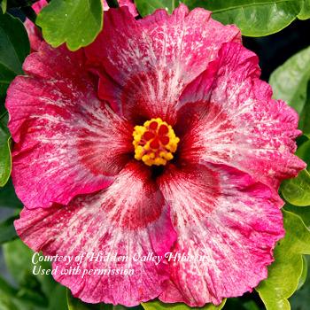 Photo of Tropical Hibiscus (Hibiscus rosa-sinensis 'Glitz 'n' Glitter') uploaded by SongofJoy