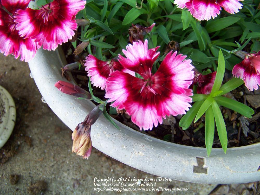 Photo of Dianthus uploaded by lovemyhouse