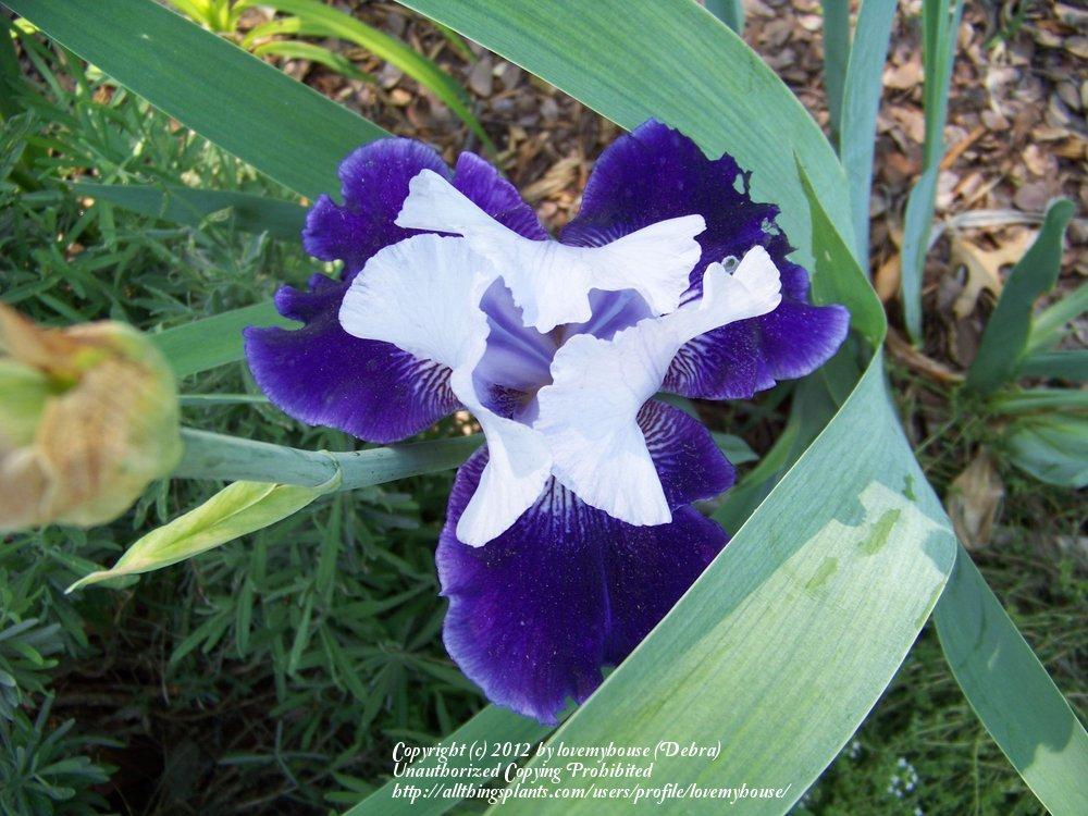 Photo of Tall Bearded Iris (Iris 'Best Bet') uploaded by lovemyhouse