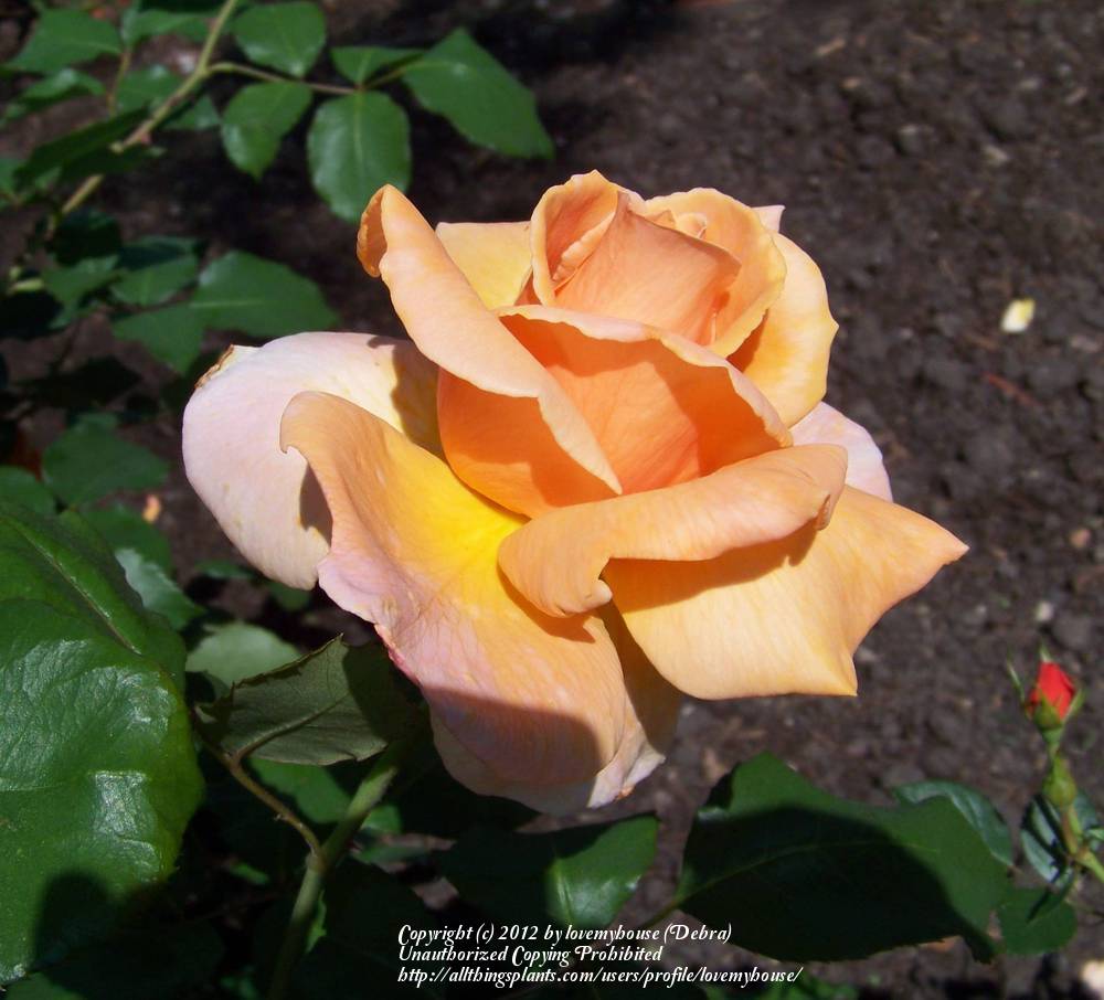 Photo of Rose (Rosa 'Just Joey') uploaded by lovemyhouse