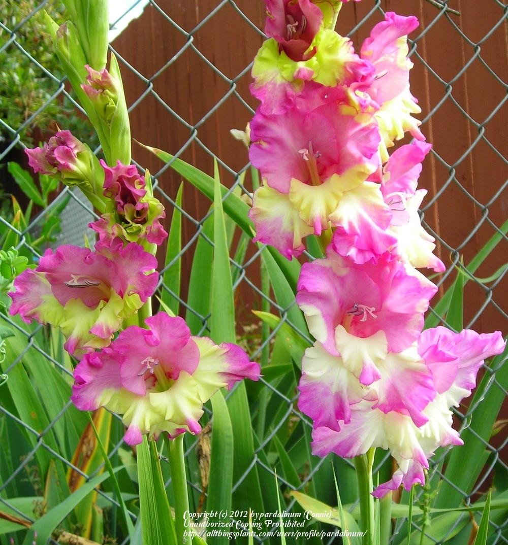 Photo of Hybrid Gladiola (Gladiolus x gandavensis 'Maggie') uploaded by pardalinum