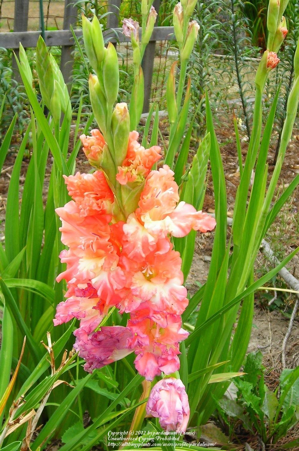 Photo of Hybrid Gladiola (Gladiolus x gandavensis 'Coral Lace') uploaded by pardalinum