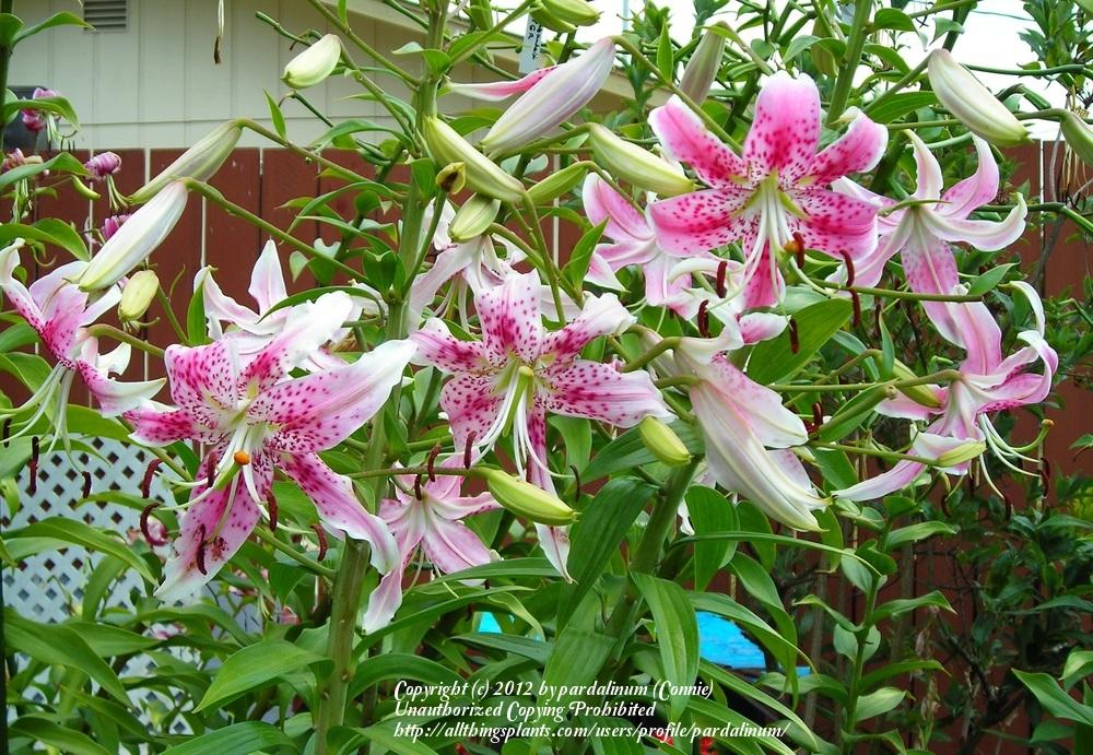 Photo of Rubrum Lily (Lilium speciosum var. speciosum) uploaded by pardalinum