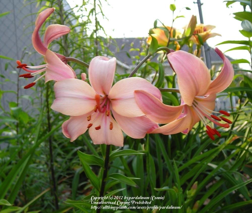 Photo of Lily (Lilium 'Fairest') uploaded by pardalinum