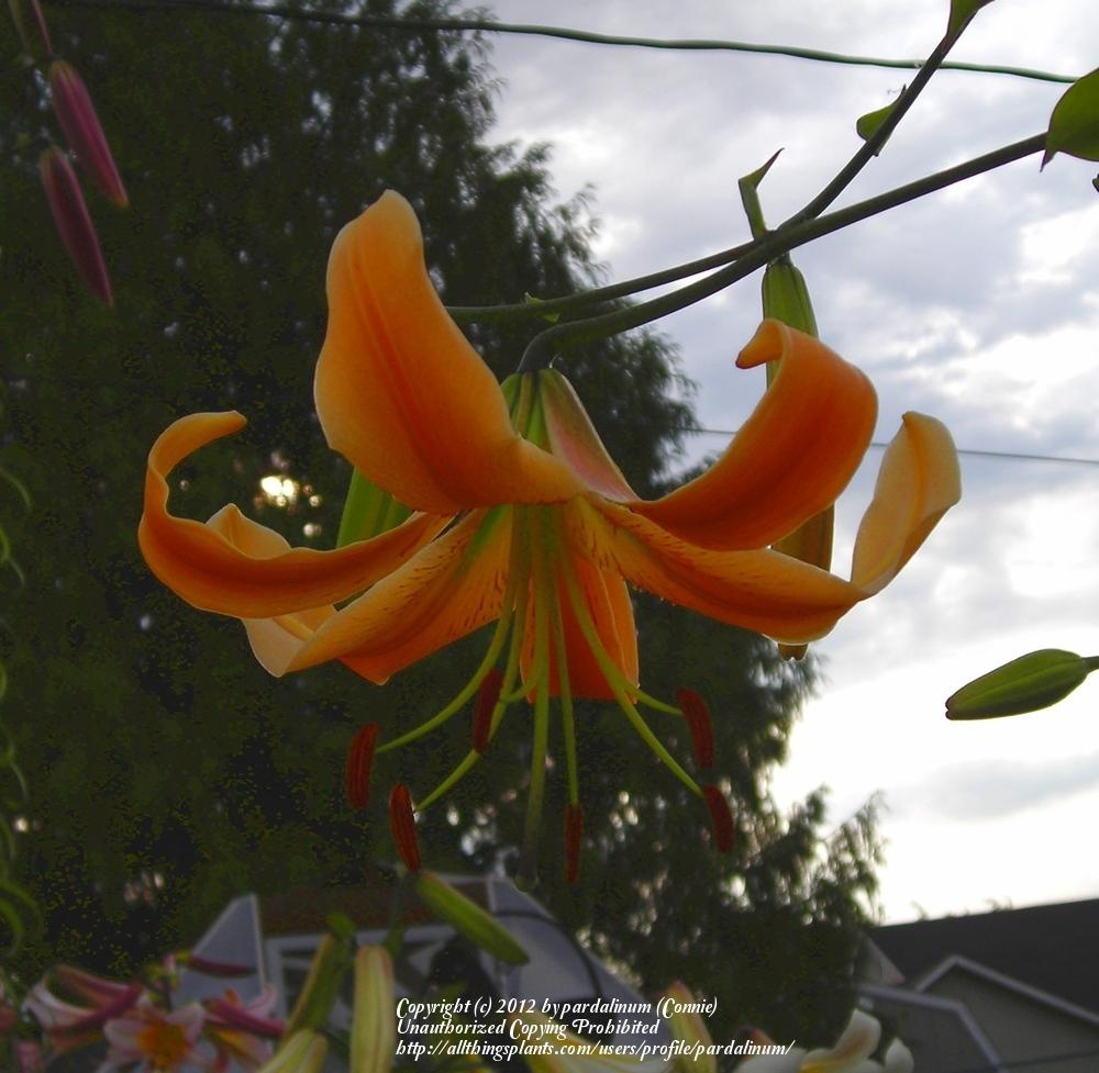 Photo of Lily (Lilium 'Queen Kong') uploaded by pardalinum