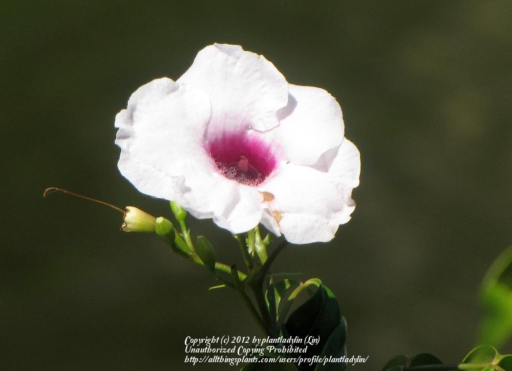 Photo of Bower Vine (Pandorea jasminoides) uploaded by plantladylin
