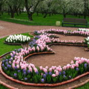 Hyacinths in a Moscow park. Photo by:Kor!An