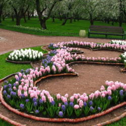 
Hyacinths in a Moscow park. Photo by:Kor!An