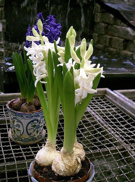 Photo of Hyacinths (Hyacinthus) uploaded by sandnsea2