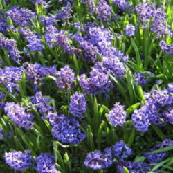 
Picture of a bed of hyacinths taken at Leeds Castle in Kent, Unit