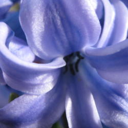 
Closeup of Hyacinth  photo by: Senet