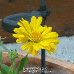 Location: At our garden - Central Valley area, CA
Date: 2012-03-12
Gaillardia 'Mesa Yellow' in Early Spring