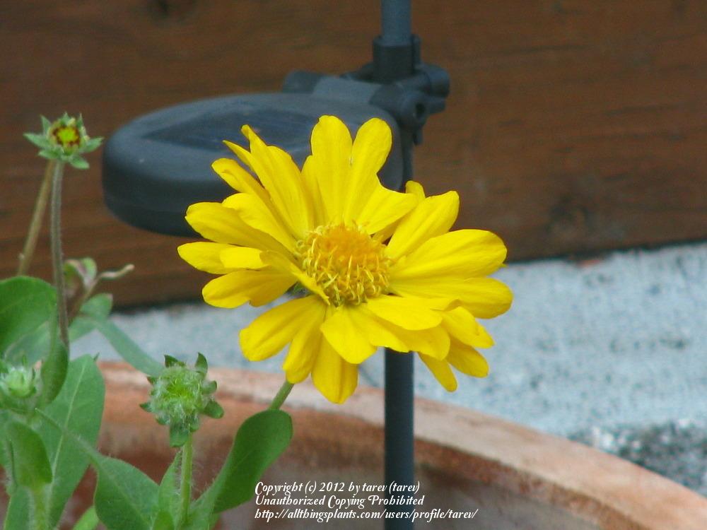Photo of Blanket Flower (Gaillardia Mesa™ Yellow) uploaded by tarev