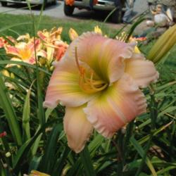 
Date: 2007-08-15
Photo Courtesy of Nova Scotia Daylilies Used with Permission