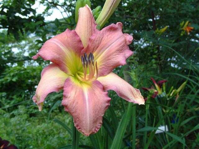 Photo of Daylily (Hemerocallis 'Pink Whip Tips') uploaded by vic