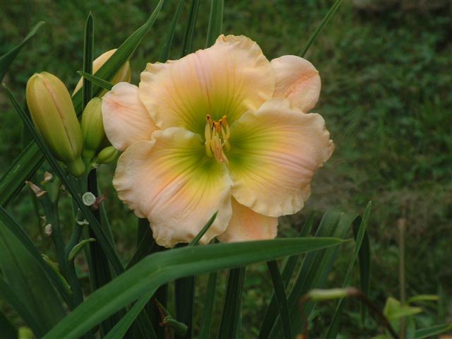 Photo of Daylily (Hemerocallis 'Our Friend Sally') uploaded by vic