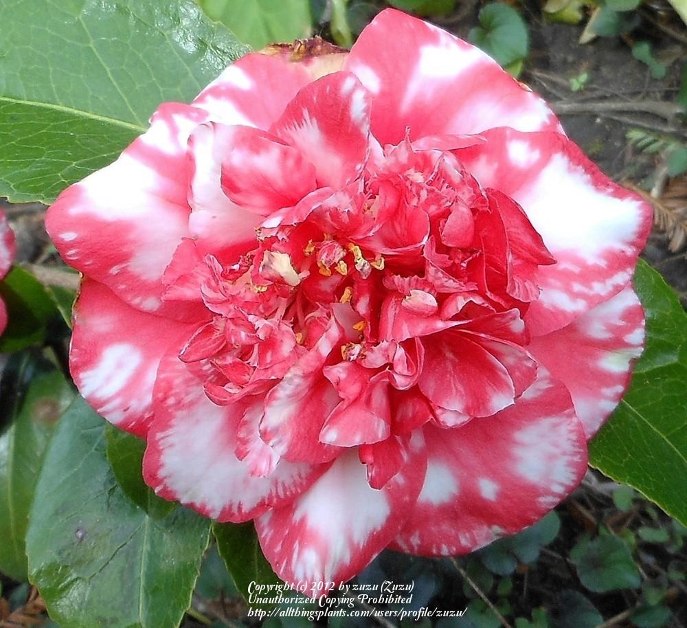Photo of Camellia (Camellia japonica 'Little Babe Variegated') uploaded by zuzu