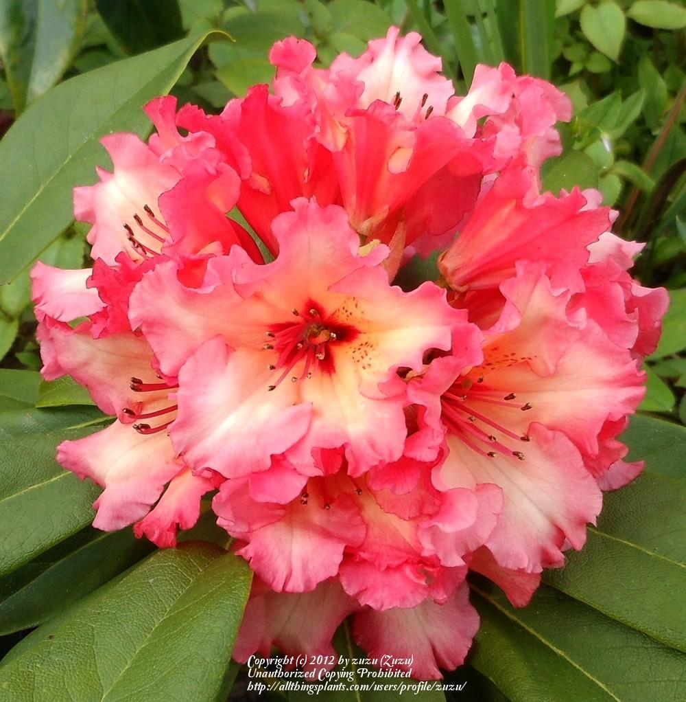 Photo of Rhododendron 'Fire Rim' uploaded by zuzu