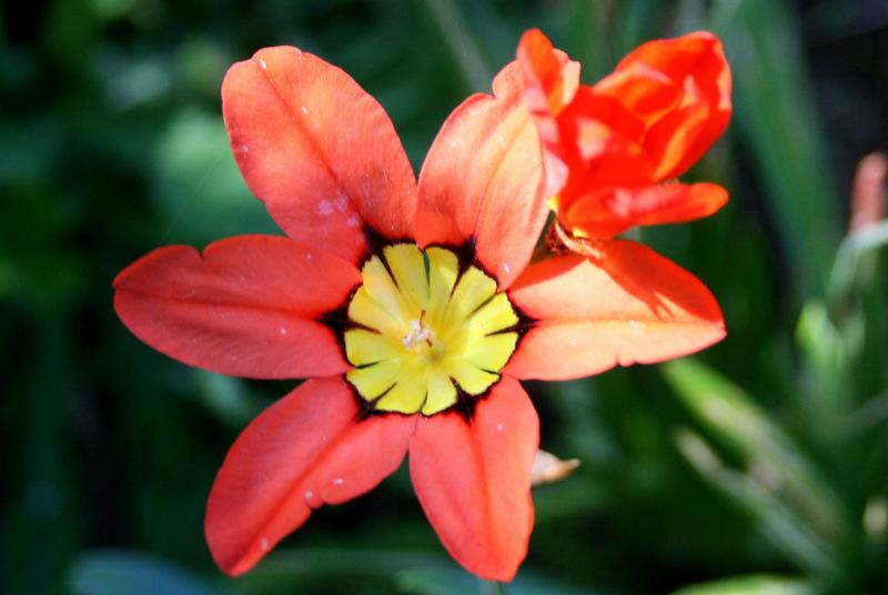 Photo of Harlequin Flower (Sparaxis tricolor) uploaded by Calif_Sue