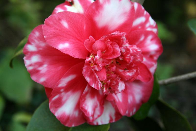 Photo of Camellia (Camellia japonica 'Little Babe Variegated') uploaded by Calif_Sue
