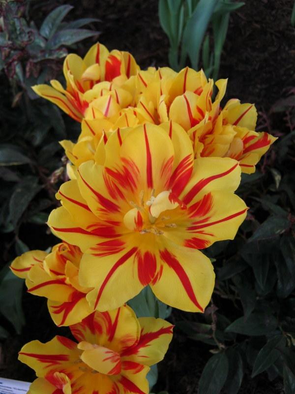 Photo of Tulips (Tulipa) uploaded by gardengus