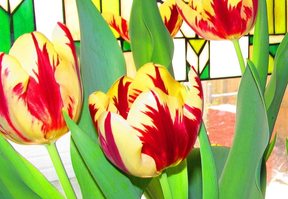 Photo of Triumph Tulip (Tulipa 'Grand Perfection') uploaded by jmorth