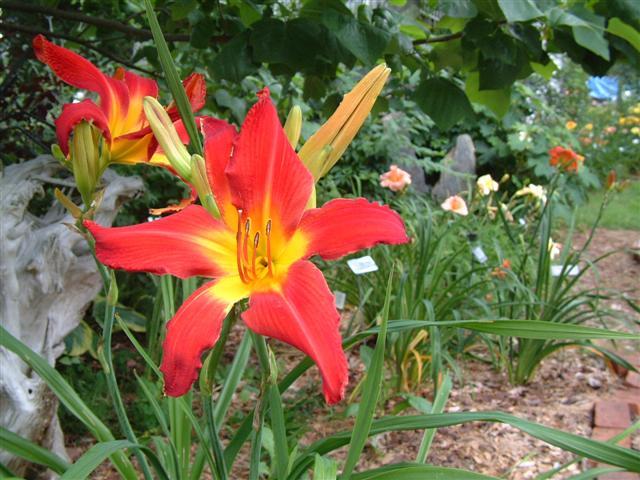 Photo of Daylily (Hemerocallis 'Point of View') uploaded by vic