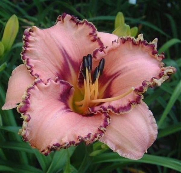 Photo of Daylily (Hemerocallis 'Prickled Petals') uploaded by vic