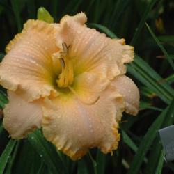 
Date: 2004-07-03
Photo Courtesy of Nova Scotia Daylilies Used with Permission