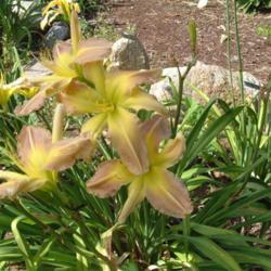 
Date: 2004-08-11
Photo Courtesy of Nova Scotia Daylilies Used with Permission