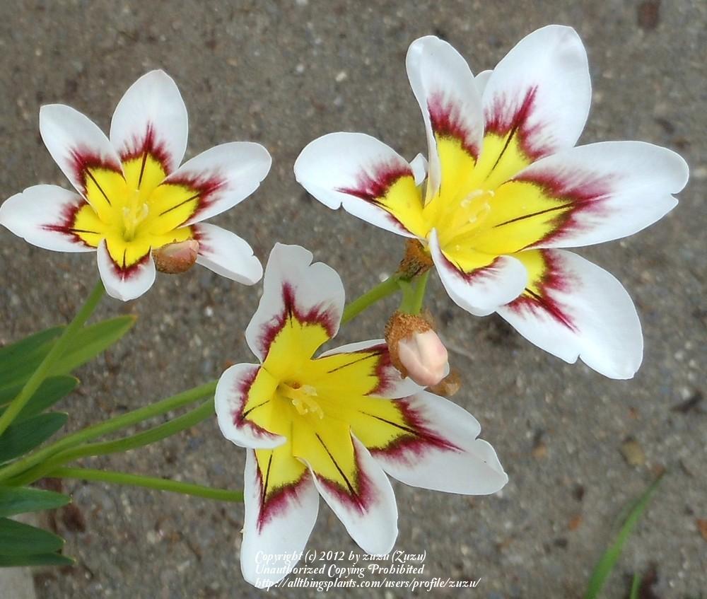 Photo of Harlequin Flower (Sparaxis tricolor) uploaded by zuzu