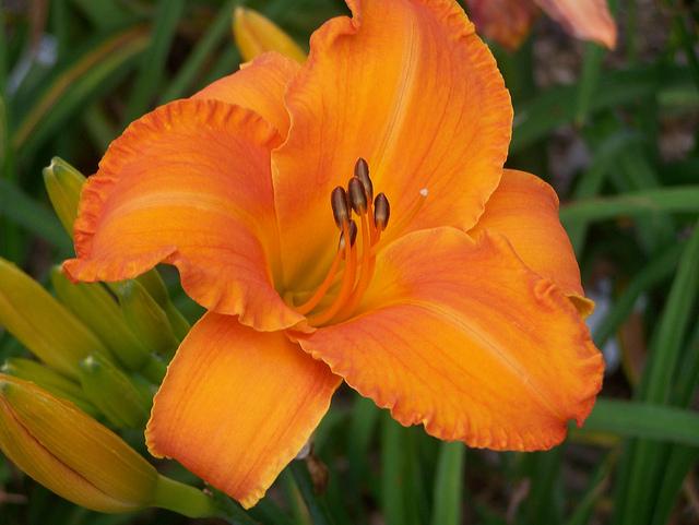Photo of Daylily (Hemerocallis 'Clarion Call') uploaded by Calif_Sue