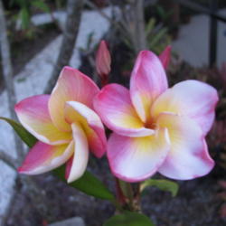 Location: Southwest Florida
Date: April 2012
an exotic looking flower with a spicy scent.