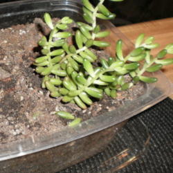 
Date: 2012-04-12
Cutting from plant grown in shade