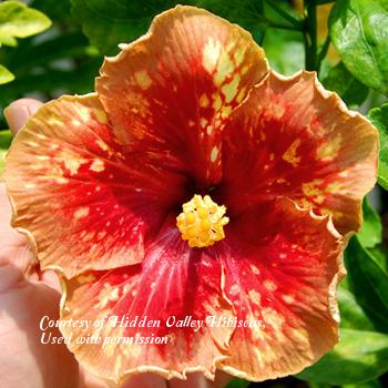 Photo of Tropical Hibiscus (Hibiscus rosa-sinensis 'Hot Buttered Rum') uploaded by SongofJoy