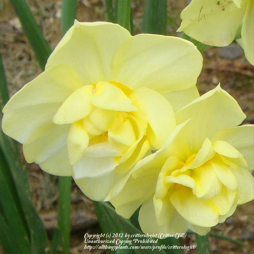 Photo of Double Daffodil (Narcissus 'Yellow Cheerfulness') uploaded by critterologist