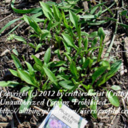 Location: Frederick, MD
Date: 2007-04-20
spring sprouts (not a weed!) of Wood's Purple Aster
