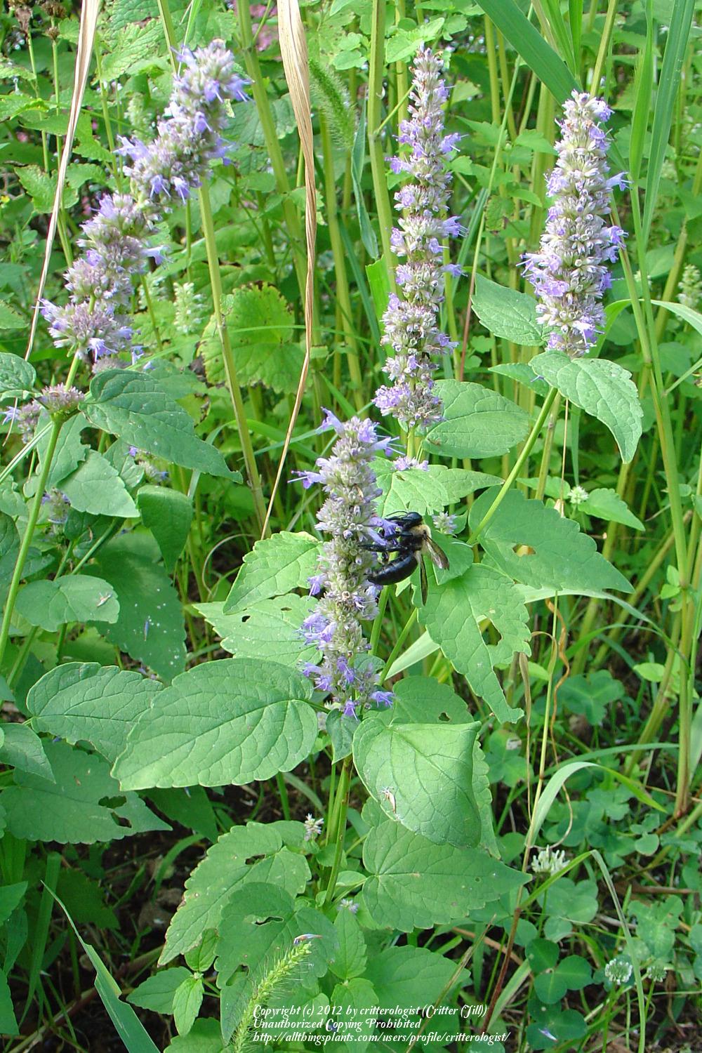 Photo of Giant Hyssop (Agastache rugosa 'Honey Bee Blue') uploaded by critterologist