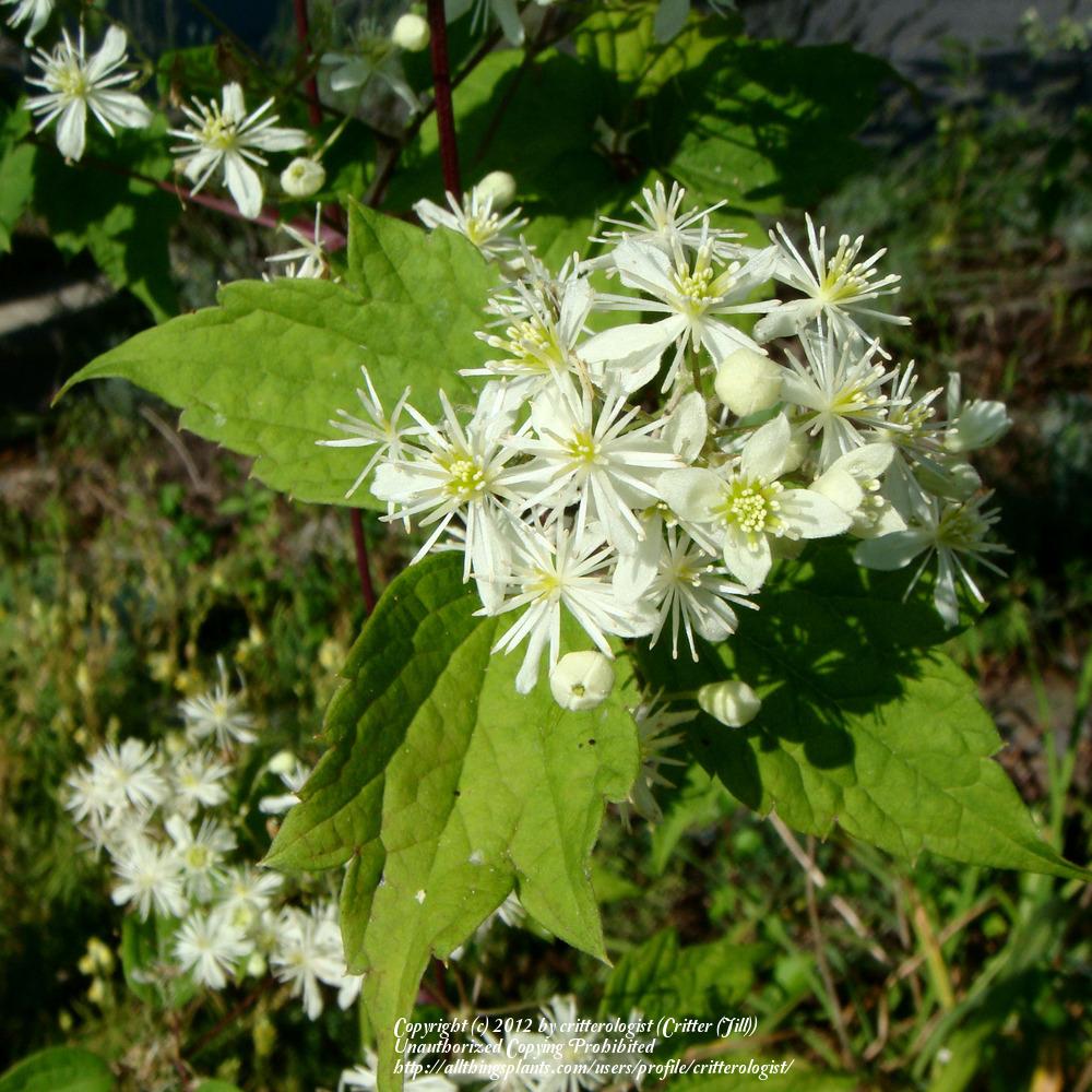 Photo of American Virgin's Bower (Clematis virginiana) uploaded by critterologist